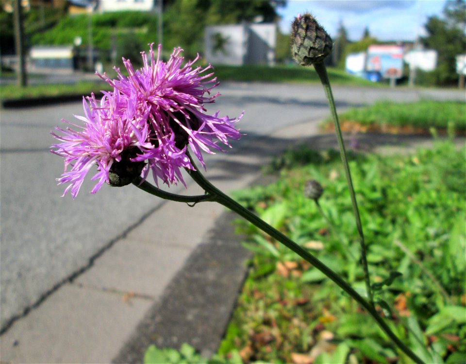 Skabiosen-Flockenblume (Centaurea scabiosa) an einem Verkehrskreisel mit Naturbegrünung in Güdingen-Unner