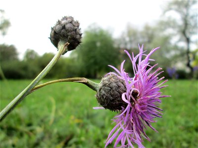 Skabiosen-Flockenblume (Centaurea scabiosa) im Bürgerpark Saarbrücken photo