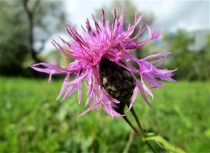 Skabiosen-Flockenblume (Centaurea scabiosa) im Bürgerpark Saarbrücken photo