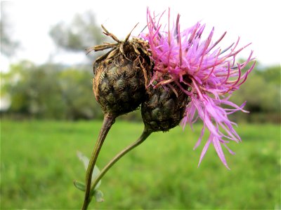 Skabiosen-Flockenblume (Centaurea scabiosa) im Bürgerpark Saarbrücken