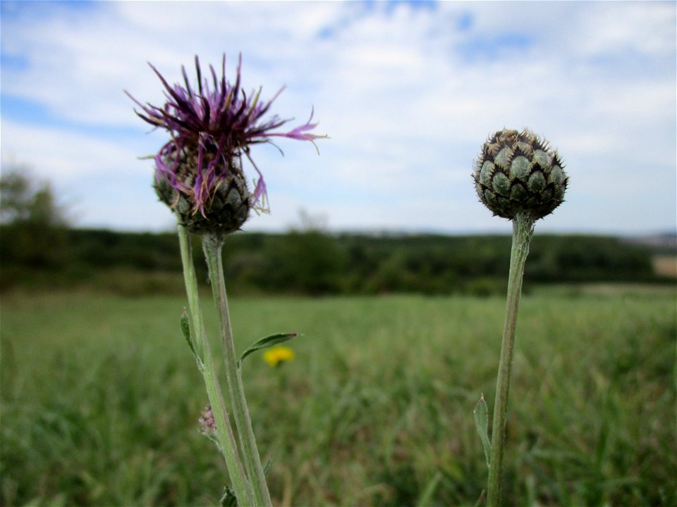 Skabiosen-Flockenblume (Centaurea scabiosa) im Naturschutzgebiet Birzberg