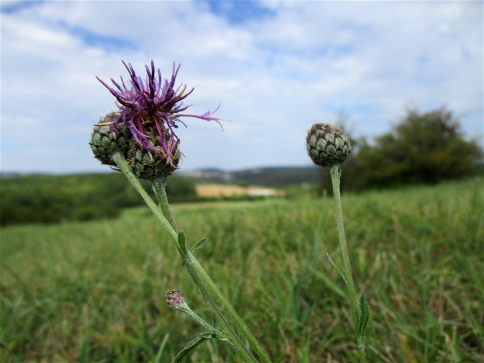 Skabiosen-Flockenblume (Centaurea scabiosa) im Naturschutzgebiet Birzberg