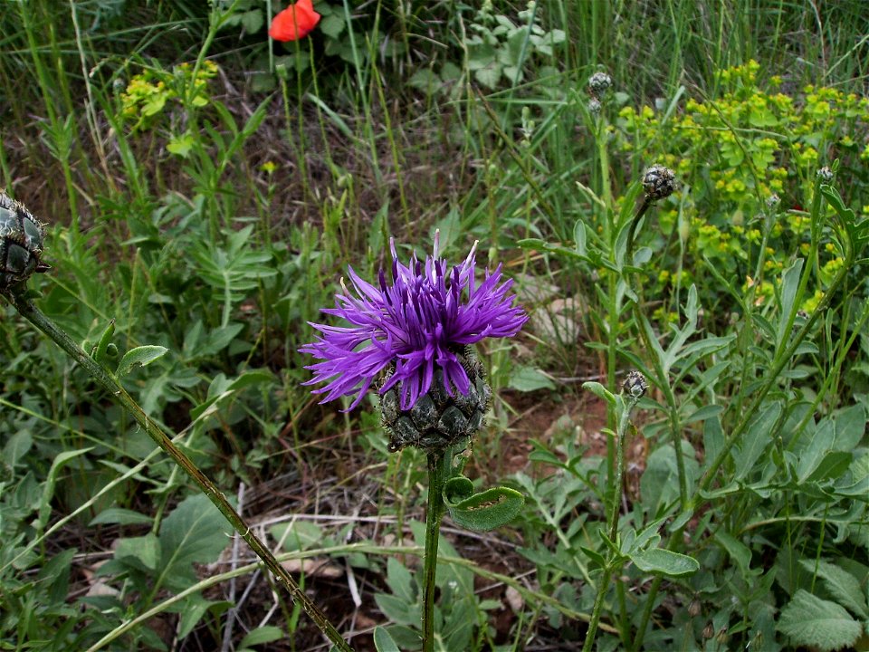 Centaurea scabiosa in the wild, Castelltallat, Catalonia
