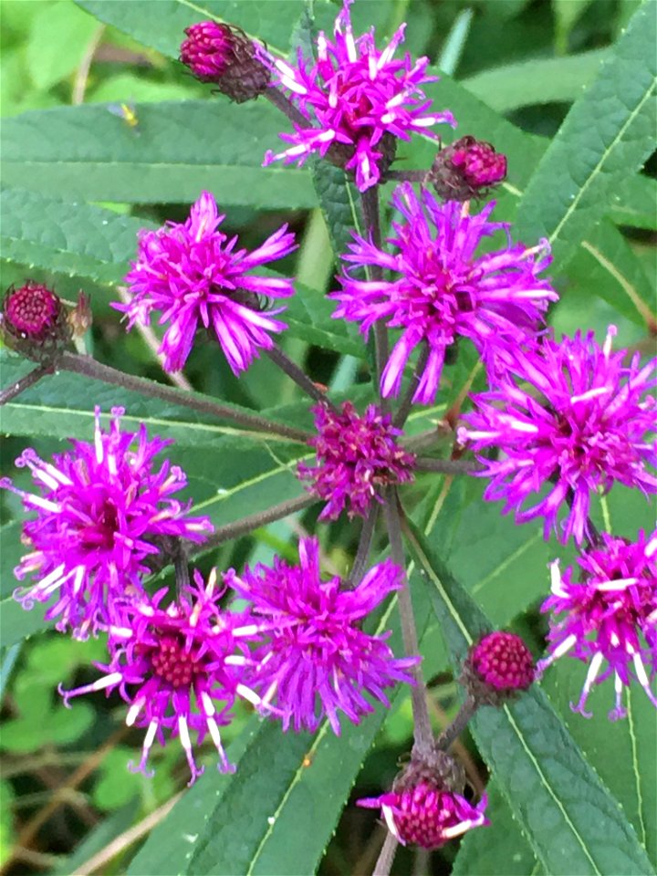 New York ironweed (Vernonia noveboracensis)