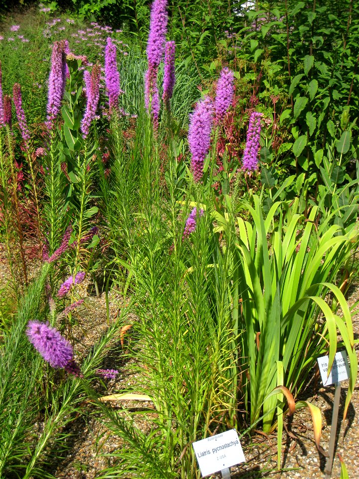 Liatris pycnostachya in the Botanischer Garten der Universität Würzburg, Würzburg, Germany.