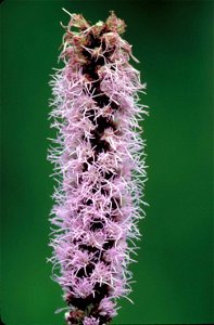 Image title: Prairie blizingstar purle pink flower liatris pycnostrachya
Image from Public domain images website, http://www.public-domain-image.com/full-image/flora-plants-public-domain-images-pictur