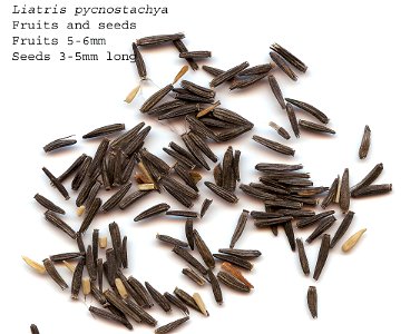 Self made scan of the seeds of Liatris pycnostachya, made 01/2008. photo