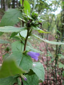 Nesselblättrige Glockenblume (Campanula trachelium) im Naturschutzgebiet Falkenlay bei Kennfus
