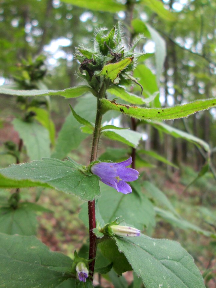 Nesselblättrige Glockenblume (Campanula trachelium) im Naturschutzgebiet Falkenlay bei Kennfus