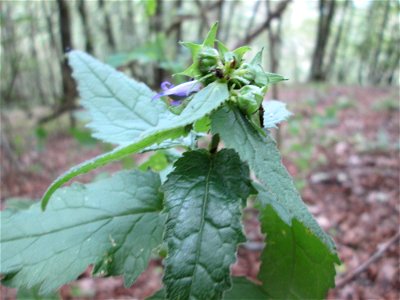 Nesselblättrige Glockenblume (Campanula trachelium) im Naturschutzgebiet Falkenlay bei Kennfus