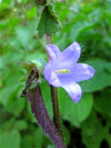 Nesselblättrige Glockenblume (Campanula trachelium) im Naturschutzgebiet Birzberg