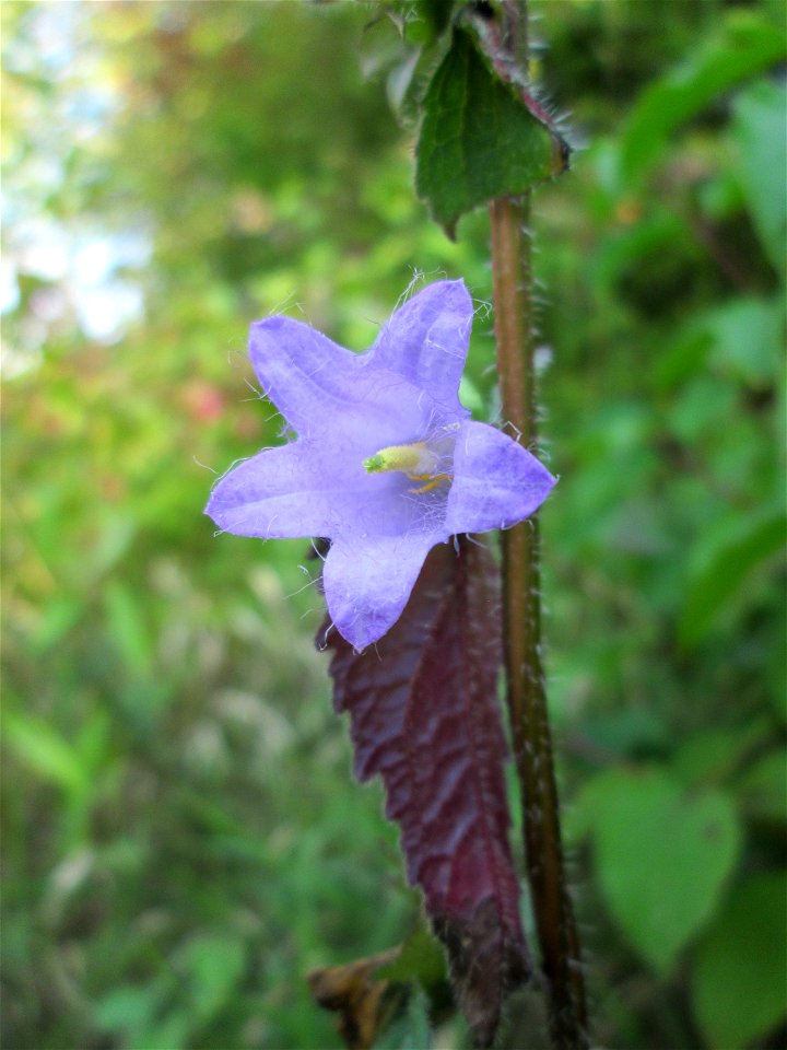 Nesselblättrige Glockenblume (Campanula trachelium) im Naturschutzgebiet Birzberg