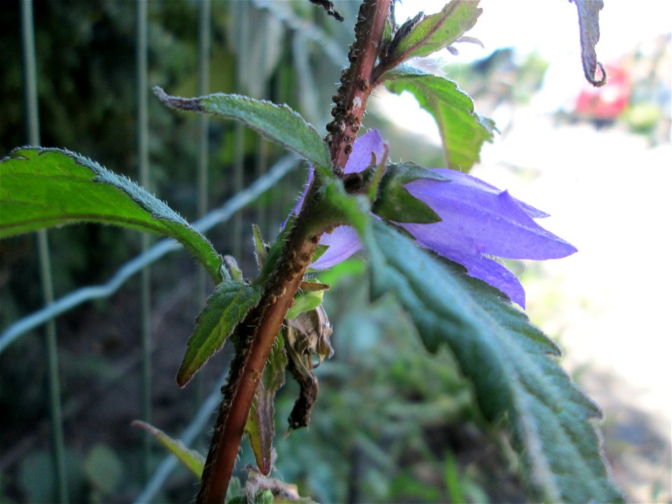 Nesselblättrige Glockenblume (Campanula trachelium) in Bischmisheim