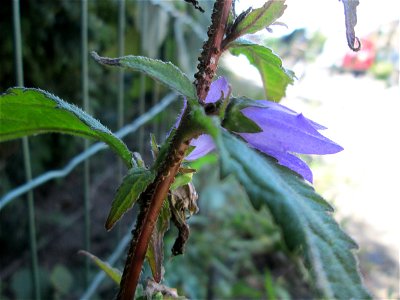 Nesselblättrige Glockenblume (Campanula trachelium) in Bischmisheim