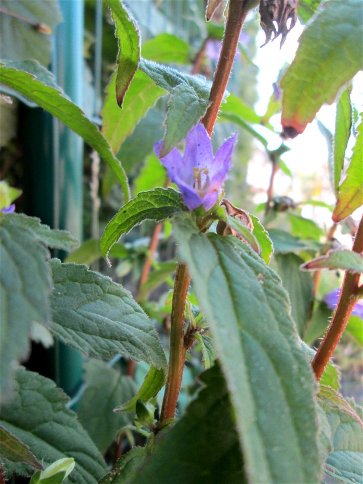 Nesselblättrige Glockenblume (Campanula trachelium) in Bischmisheim - mitten im Dorf am Straßenrand
