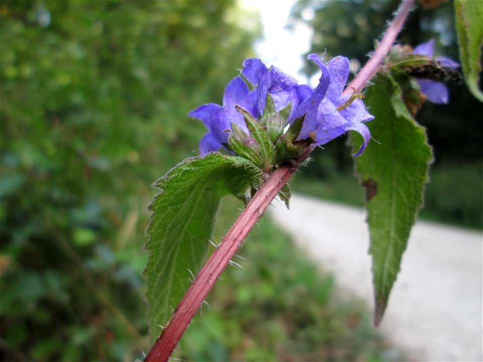 Nesselblättrige Glockenblume (Campanula trachelium) im Wald bei Bübingen
