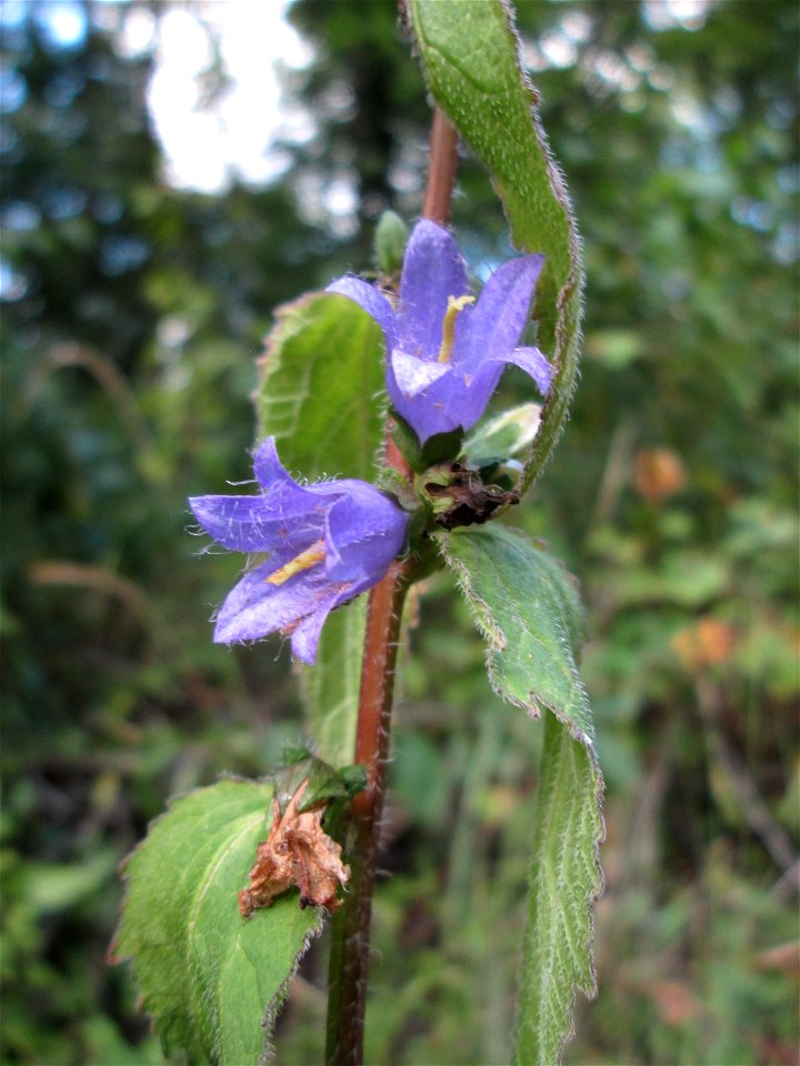Nesselblättrige Glockenblume (Campanula trachelium) im Wald bei Bübingen