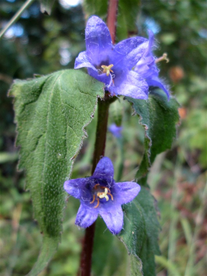 Nesselblättrige Glockenblume (Campanula trachelium) im Wald bei Bübingen
