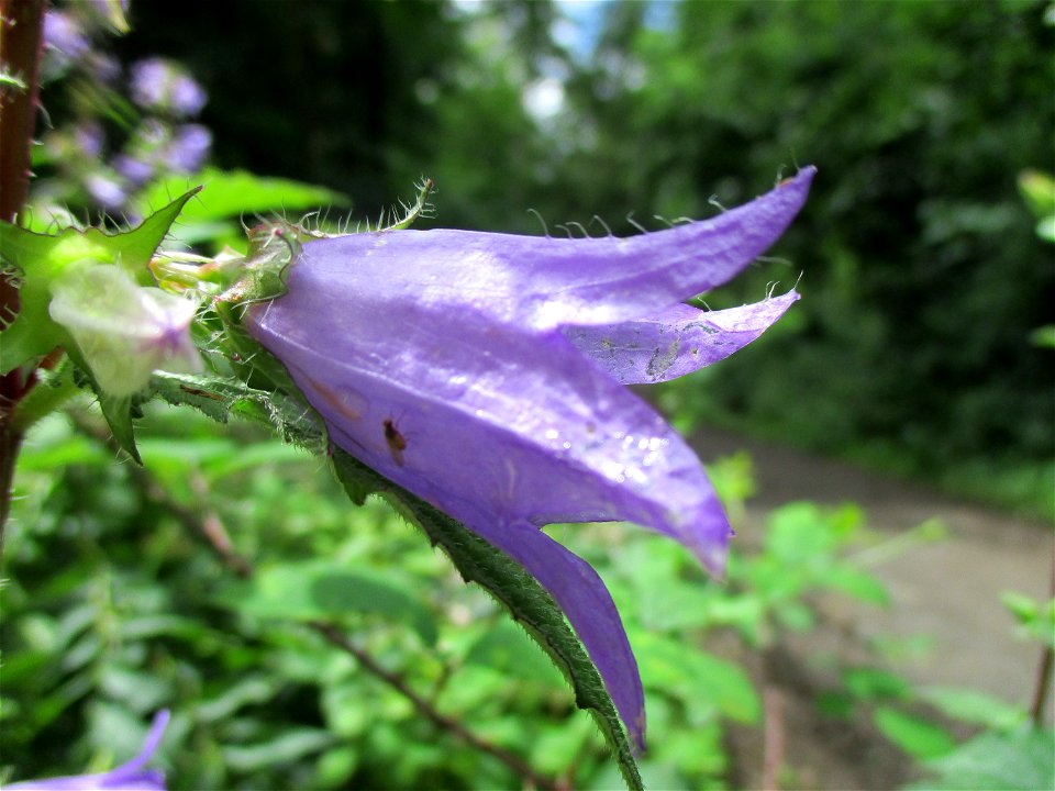 Nesselblättrige Glockenblume (Campanula trachelium) bei Eschringen
