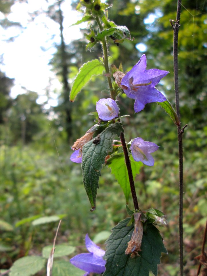 Nesselblättrige Glockenblume (Campanula trachelium) im Wald bei Bübingen