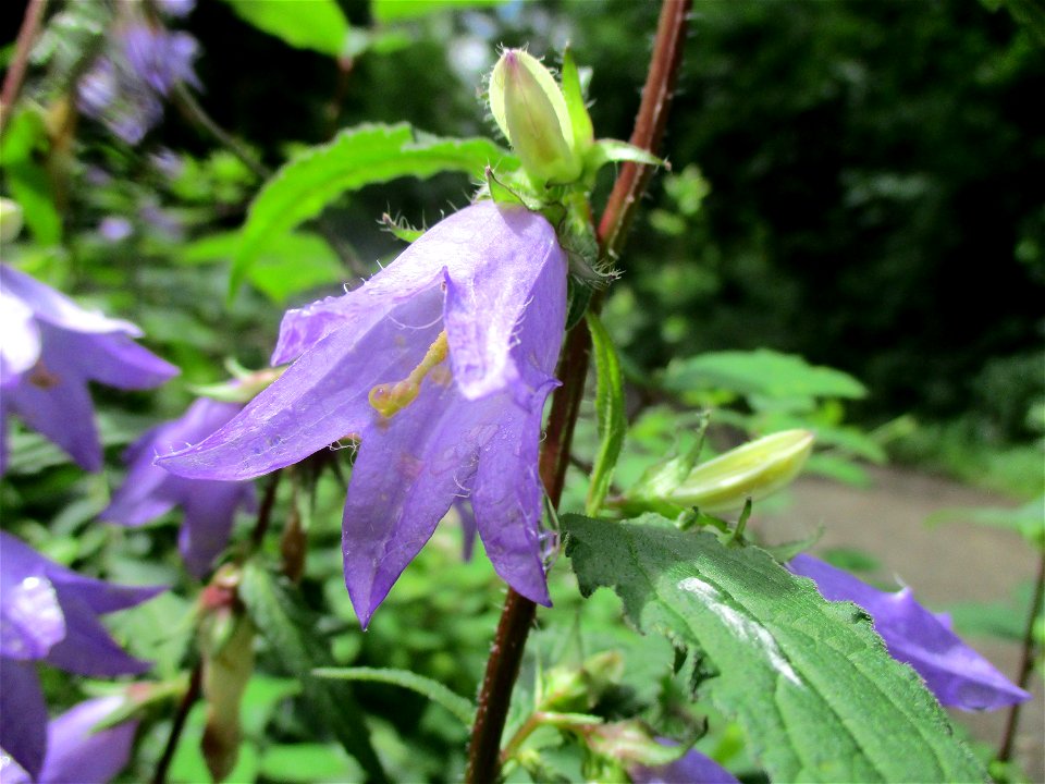 Nesselblättrige Glockenblume (Campanula trachelium) bei Eschringen