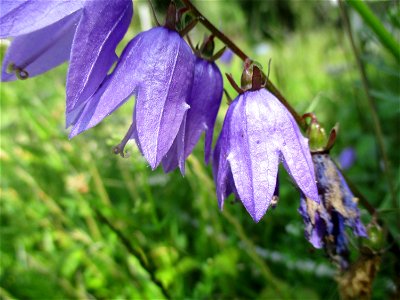 Nesselblättrige Glockenblume (Campanula trachelium) am Wickersberg bei Ensheim