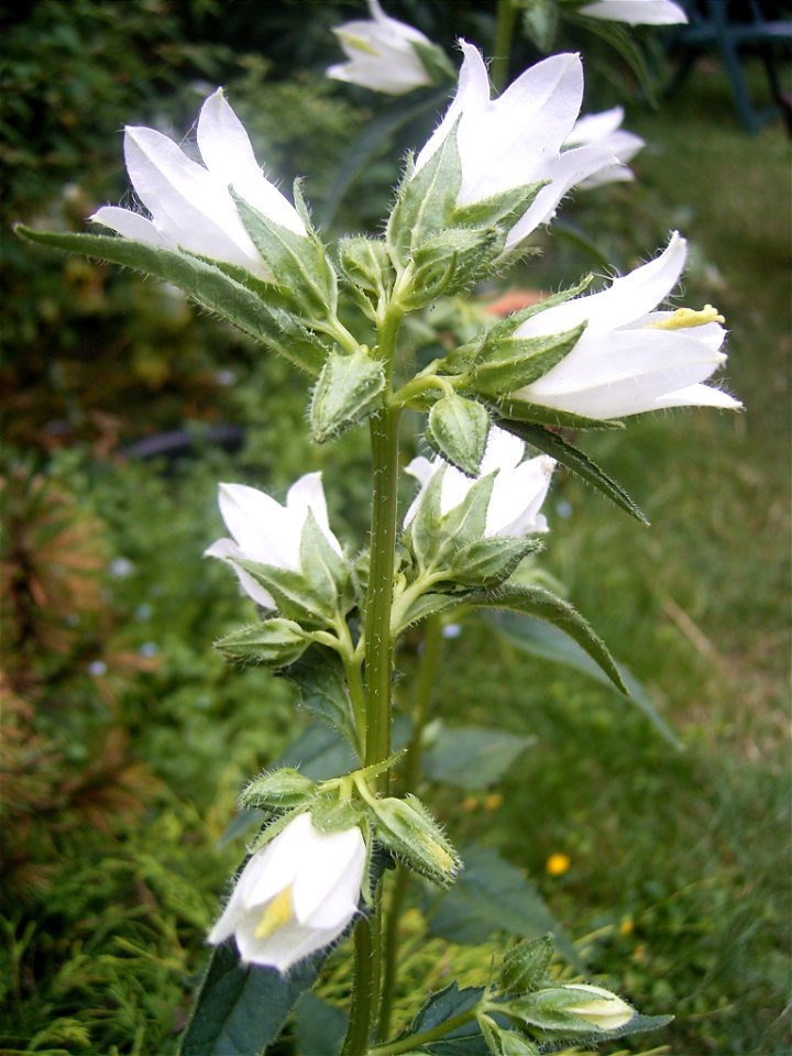 This photo shows Campanula trachelium with white flowers