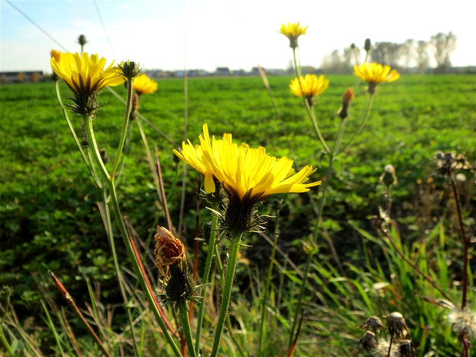 Gewöhnliches Bitterkraut (Picris hieracioides) bei Reilingen