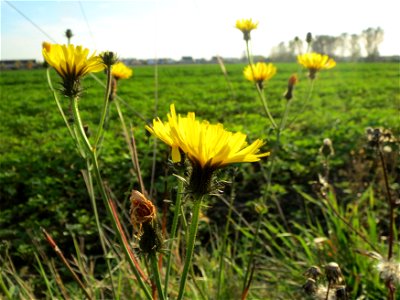 Gewöhnliches Bitterkraut (Picris hieracioides) bei Reilingen