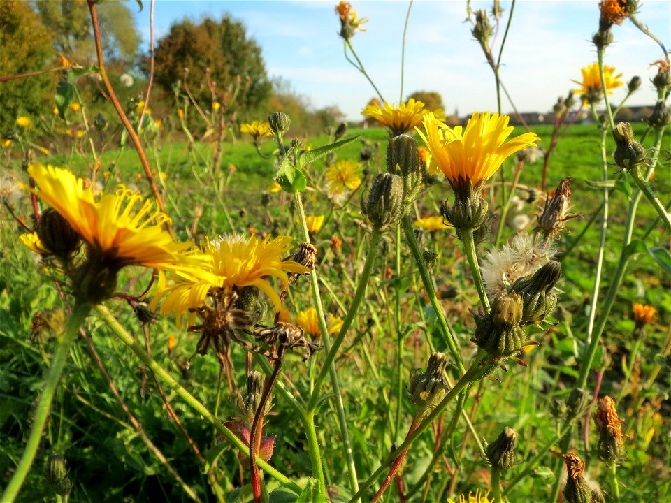 Gewöhnliches Bitterkraut (Picris hieracioides) bei Reilingen