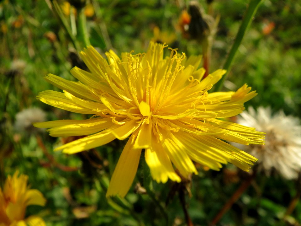 Gewöhnliches Bitterkraut (Picris hieracioides) bei Reilingen