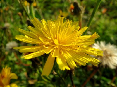 Gewöhnliches Bitterkraut (Picris hieracioides) bei Reilingen