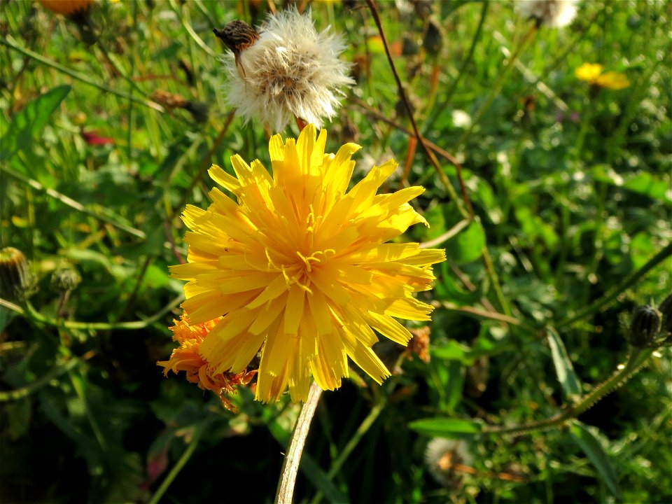 Gewöhnliches Bitterkraut (Picris hieracioides) bei Reilingen