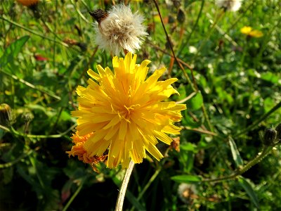 Gewöhnliches Bitterkraut (Picris hieracioides) bei Reilingen