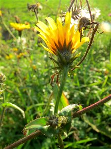 Gewöhnliches Bitterkraut (Picris hieracioides) bei Reilingen