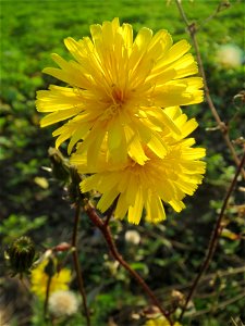 Gewöhnliches Bitterkraut (Picris hieracioides) bei Reilingen