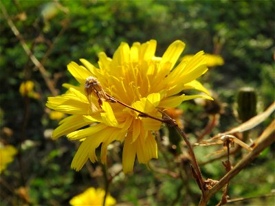 Gewöhnliches Bitterkraut (Picris hieracioides) bei Reilingen