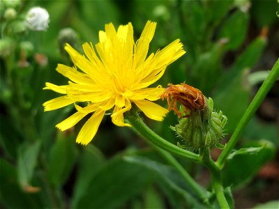 Gewöhnliches Bitterkraut (Picris hieracioides) in Heidelberg