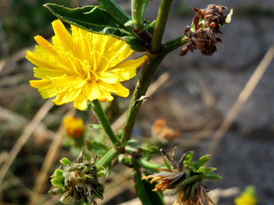 Gewöhnliches Bitterkraut (Picris hieracioides) in Saarbrücken