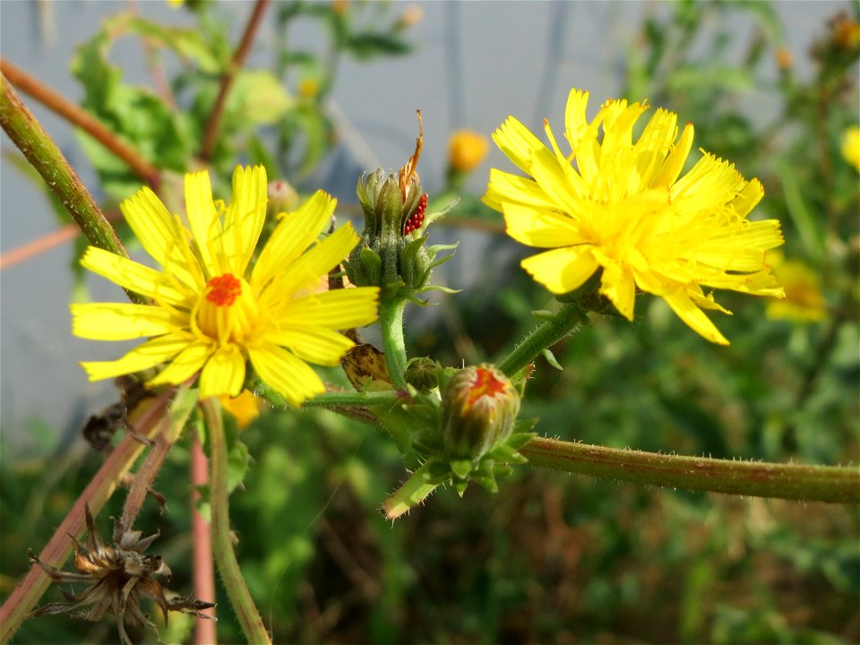 Gewöhnliches Bitterkraut (Picris hieracioides) in Saarbrücken