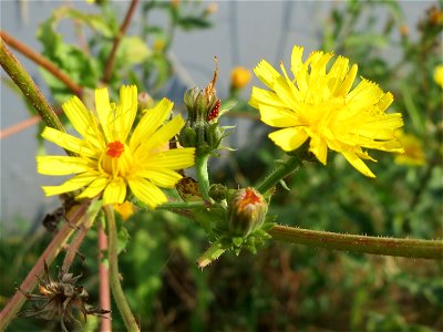 Gewöhnliches Bitterkraut (Picris hieracioides) in Saarbrücken