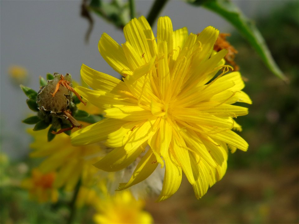 Gewöhnliches Bitterkraut (Picris hieracioides) in Saarbrücken