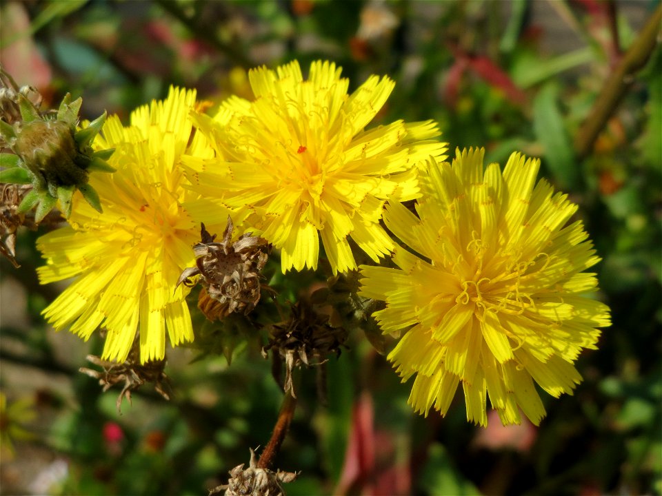 Gewöhnliches Bitterkraut (Picris hieracioides) in Saarbrücken