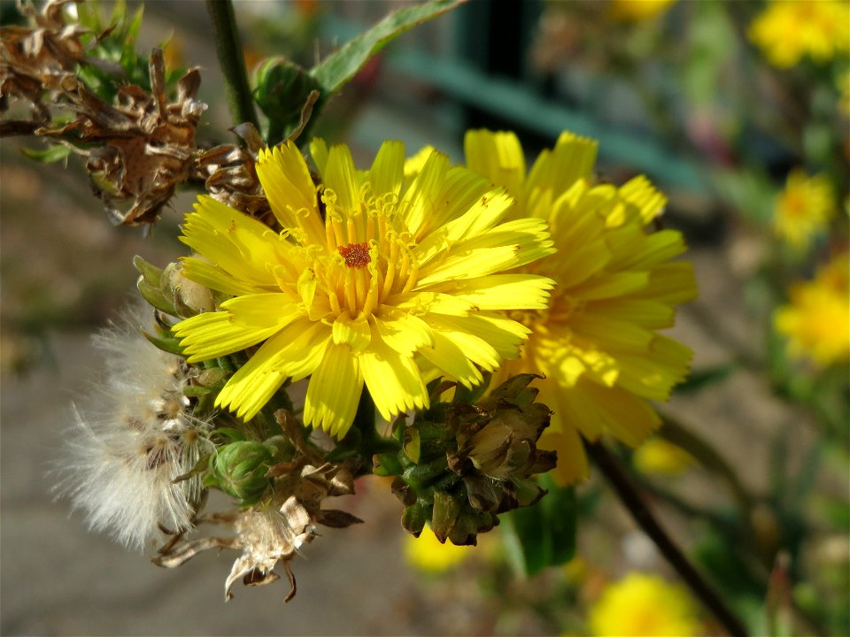 Gewöhnliches Bitterkraut (Picris hieracioides) in Saarbrücken