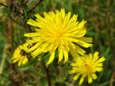 Gewöhnliches Bitterkraut (Picris hieracioides) bei Mehren