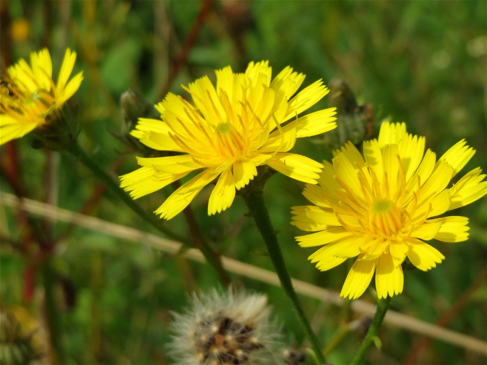 Gewöhnliches Bitterkraut (Picris hieracioides) bei Mehren