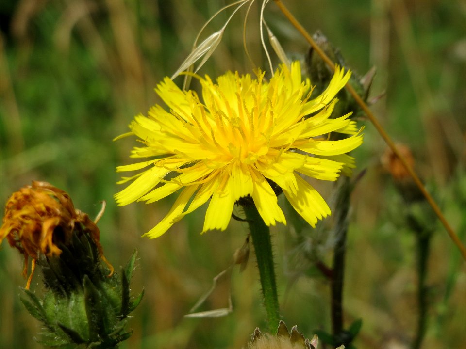 Gewöhnliches Bitterkraut (Picris hieracioides) bei Mehren