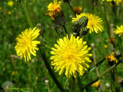 Gewöhnliches Bitterkraut (Picris hieracioides) im Neuenheimer Feld in Heidelberg