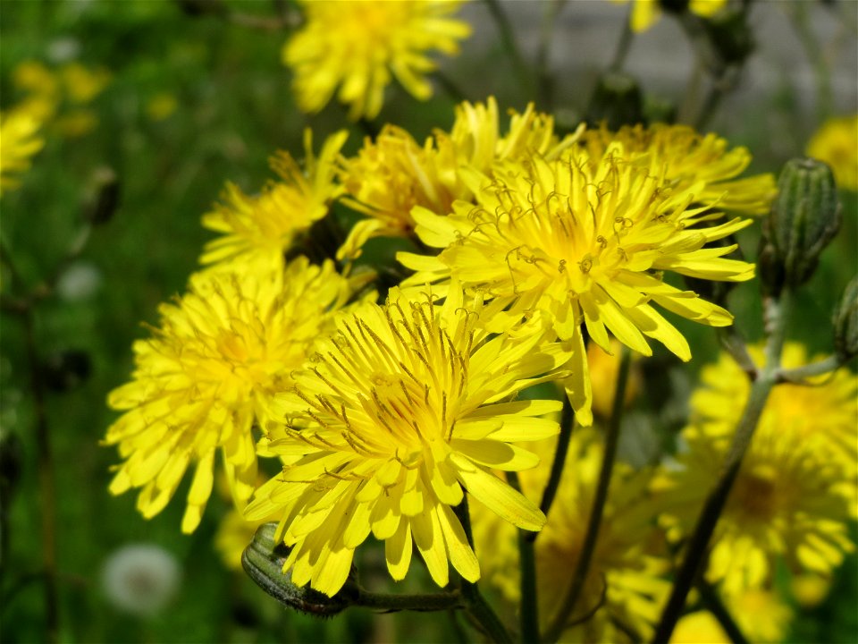 Gewöhnliches Bitterkraut (Picris hieracioides) im Neuenheimer Feld in Heidelberg