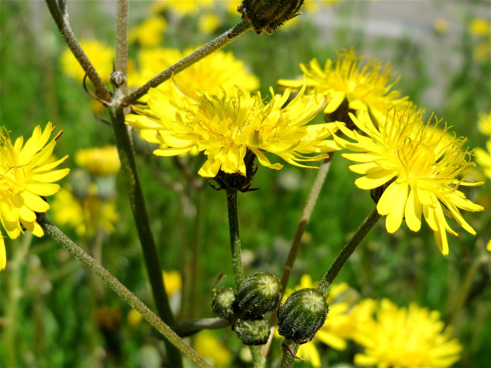 Gewöhnliches Bitterkraut (Picris hieracioides) im Neuenheimer Feld in Heidelberg